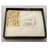 1939 Phillipsia Major Pi8idium Casting From Lower Winterfest Jackson Co. In Box