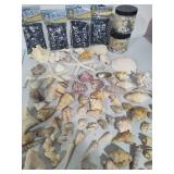 Large Shell Collection