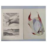 "River Call" Signed/Numbered by James Krom & Signed Fish Print