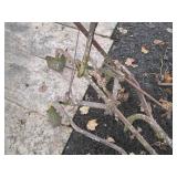 Antique all metal Horse drawn singl...