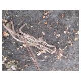 Antique all metal Horse drawn singl...