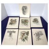 Group of Unframed Harrison Fisher Bookplates from "Hiawatha"