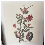 Folio of Botanica Pharmaceutica Prints