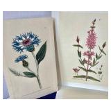 Folio of Botanica Pharmaceutica Prints