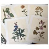 Folio of Botanica Pharmaceutica Prints