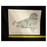 Walleye Pencil Study by Jon Q Wright Limited Edition Fish Print 23/200