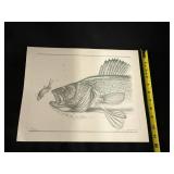 Walleye Pencil Study by Jon Q Wright Limited Edition Fish Print 23/200