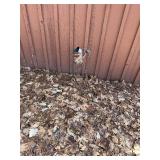 Garden Art Plant Stand, Watering Can Stake, Butterfly Stakes