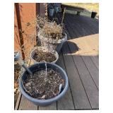 Assorted Outdoor Potted Plants & Planters - Dormant Garden Pots Collection