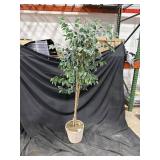 Faux Ficus Tree in Pot