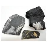 Fossil Ferns on Black Shale (Lot of 3)