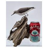 Excellent Hand Carved & Painted Folk Art Shore Bird #1