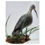 Larger Excellent Hand Carved & Painted Folk Art Shore Bird #2