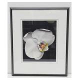 Beautiful Large Framed Professional Orchid Photograph - Signed "Allen"