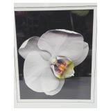 Beautiful Large Framed Professional Orchid Photograph - Signed "Allen"