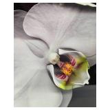 Beautiful Large Framed Professional Orchid Photograph - Signed "Allen"