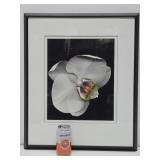 Beautiful Large Framed Professional Orchid Photograph - Signed "Allen"