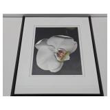 Beautiful Large Framed Professional Orchid Photograph - Signed "Allen"