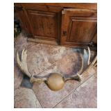 Deer Antlers with Skull Cap Trophy Mount - Large Rack