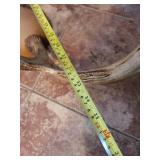 Deer Antlers with Skull Cap Trophy Mount - Large Rack