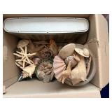 Assorted Seashells & Starfish Decor Collection - Coastal Display Shells