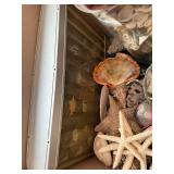 Assorted Seashells & Starfish Decor Collection - Coastal Display Shells