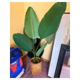 Bird of Paradise Plant (Strelitzia) in Woven Basket Pot