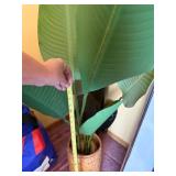 Bird of Paradise Plant (Strelitzia) in Woven Basket Pot