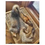 Fox Fur Pelts - Natural Gray & Brown (Lot of 2)