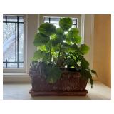 Houseplant with Large Round Green Leaves in Rectangular Brown Ceramic Planter