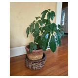 Ficus benjamina Weeping Fig - Indoor Plant in Terracotta Pot, 2.5-3 ft tall