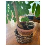 Ficus benjamina Weeping Fig - Indoor Plant in Terracotta Pot, 2.5-3 ft tall