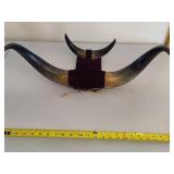 Mounted Bull Horns