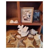 Lot of Shells, Starfish & Beach Decor