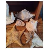 Lot of Shells, Starfish & Beach Decor