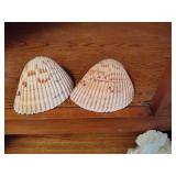 Lot of Shells, Starfish & Beach Decor