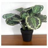 LR - Faux Calathea White Fusion - Variegated Prayer Plant