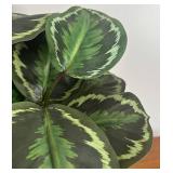 LR - Faux Calathea White Fusion - Variegated Prayer Plant