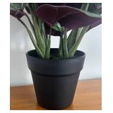 LR - Faux Calathea White Fusion - Variegated Prayer Plant