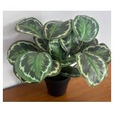 LR - Faux Calathea White Fusion - Variegated Prayer Plant