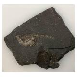 Misc. Fossel Specimens Including Sharks Teeth And More