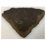 Misc. Fossel Specimens Including Sharks Teeth And More