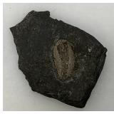 Misc. Fossel Specimens Including Sharks Teeth And More