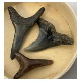 Misc. Fossel Specimens Including Sharks Teeth And More