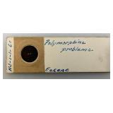 Very Cool Classified Micro Fossil Specimens Slides In Original Wooden Box