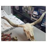 Longhorn or Watushi Steer Skull