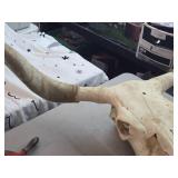 Longhorn or Watushi Steer Skull