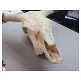 Longhorn or Watushi Steer Skull
