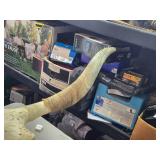 Longhorn or Watushi Steer Skull