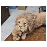 Lion Carrying Cub theme Goat Fur Décor 20" x 8"